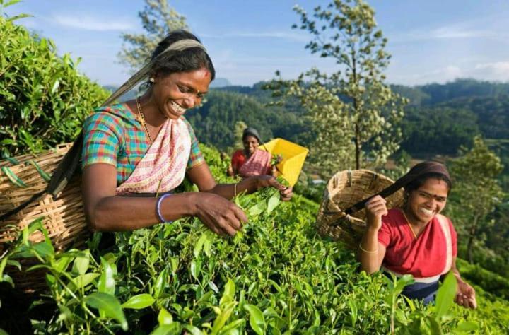 Hotel Vegetable Garden House Nallathanniya Exterior foto