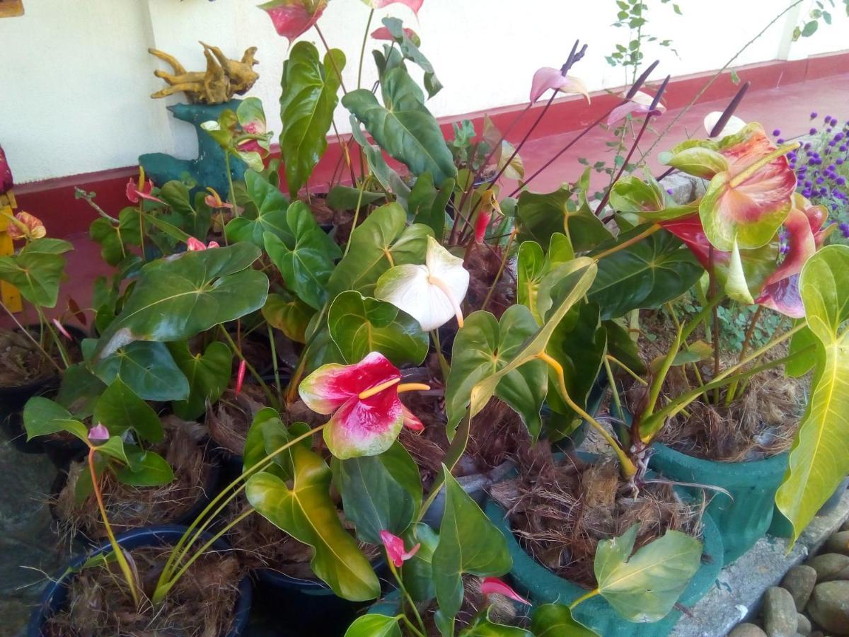 Hotel Vegetable Garden House Nallathanniya Exterior foto